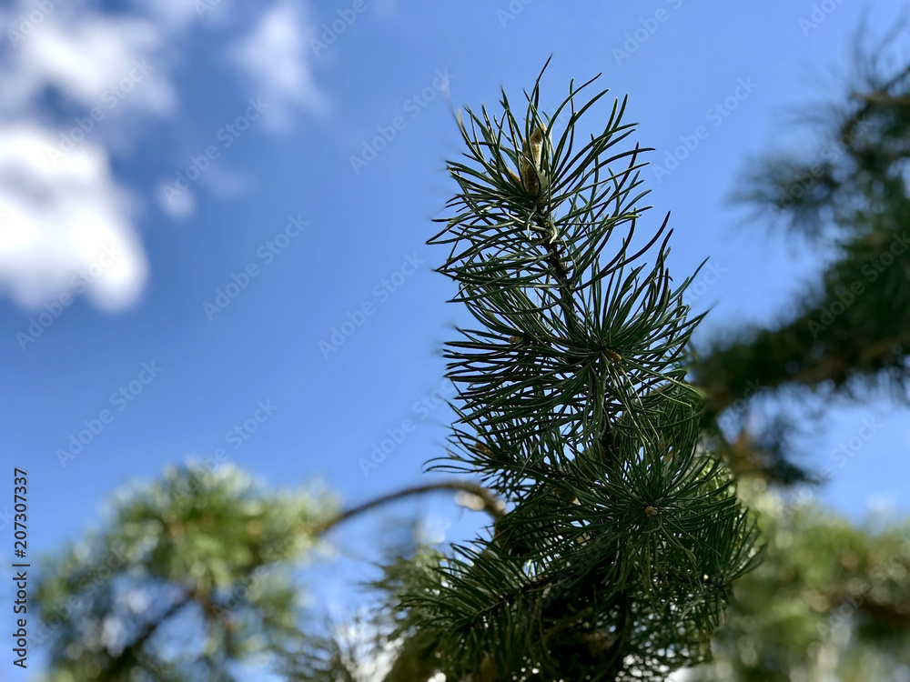 Spruce branch against the sky and clouds, closeup
Spruce branch against the sky and clouds, closeup