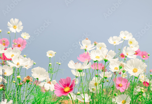 Vintage tone beautiful cosmos flower in the field