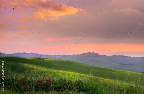 Italy; San Quirico d'Orcia; countryside landscape with red poppy flowers and Tuscan rolling hills
