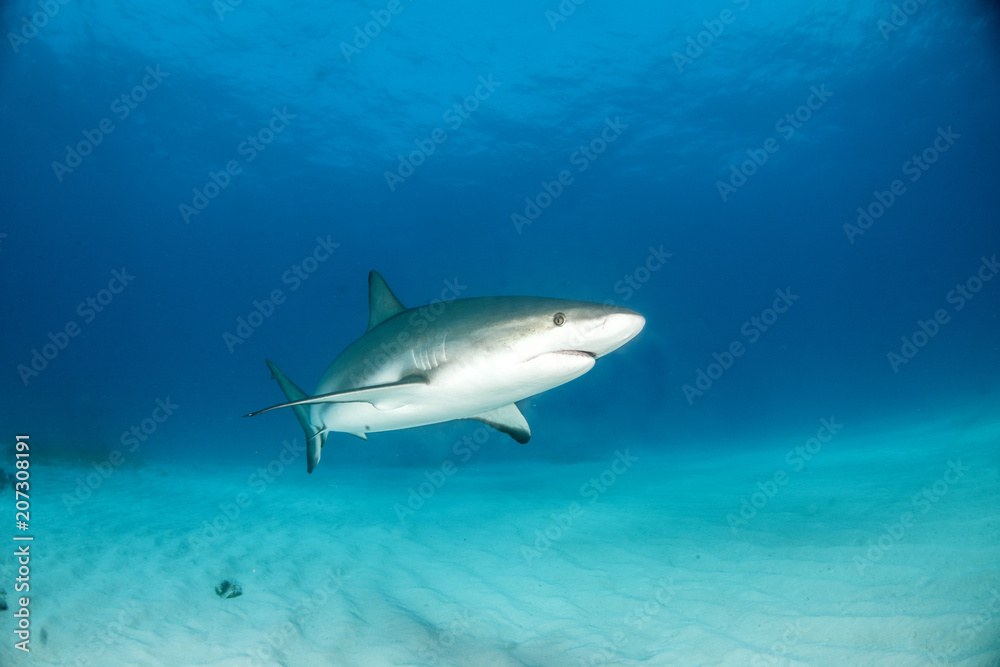 Caribbean reef shark Caribbean reef shark