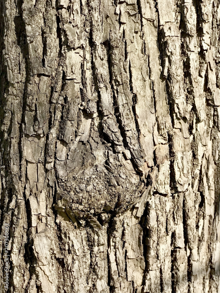 Texture of tree bark
