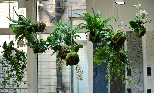suspended plants