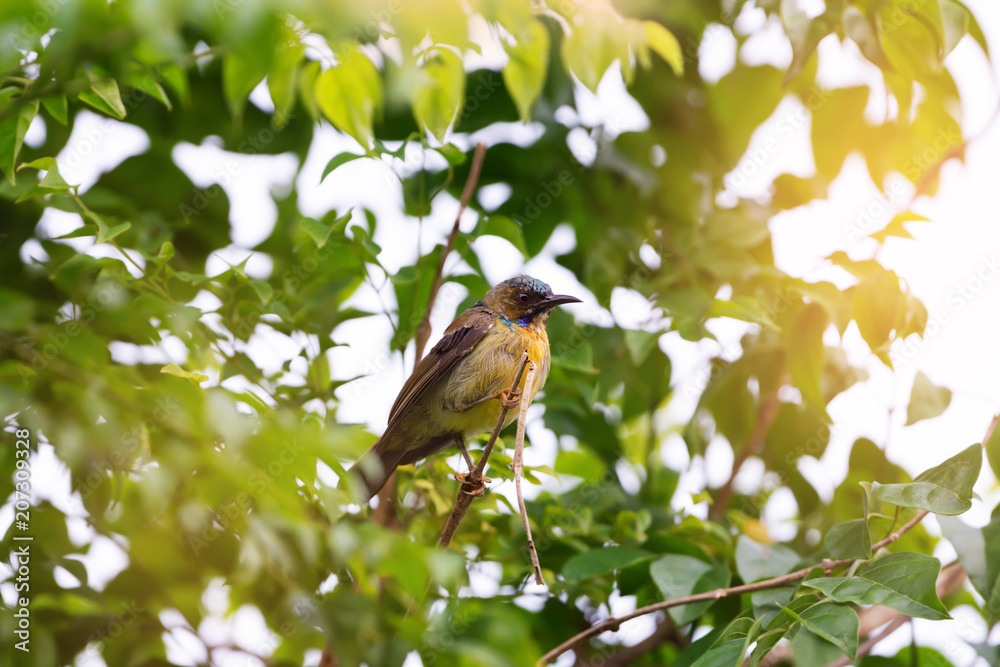 Sunbird in moult.Beautiful sunbird in moulting feathers perching on branch tree in sunny day,low angle view. Sunbird in moult.Beautiful sunbird in moulting feathers perching on branch tree in sunny day,low angle view.