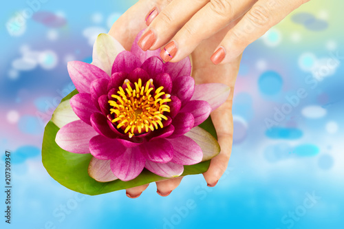 Closeup of female hands with manicured pink nails holds in the hand a natural fresh shining water-rose. Concept beauty.