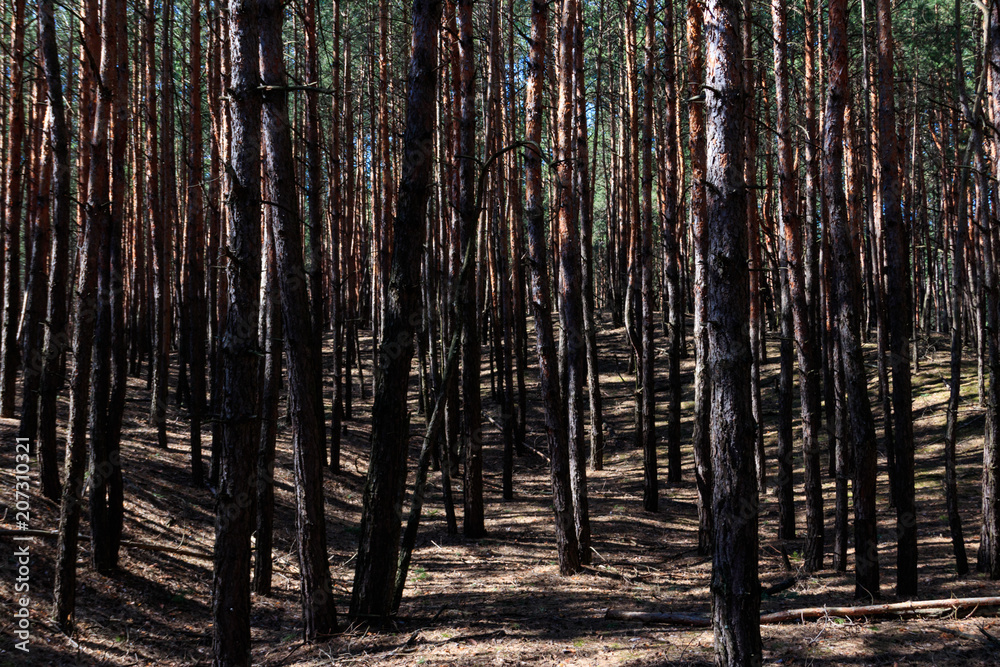 Pine forest Pine forest