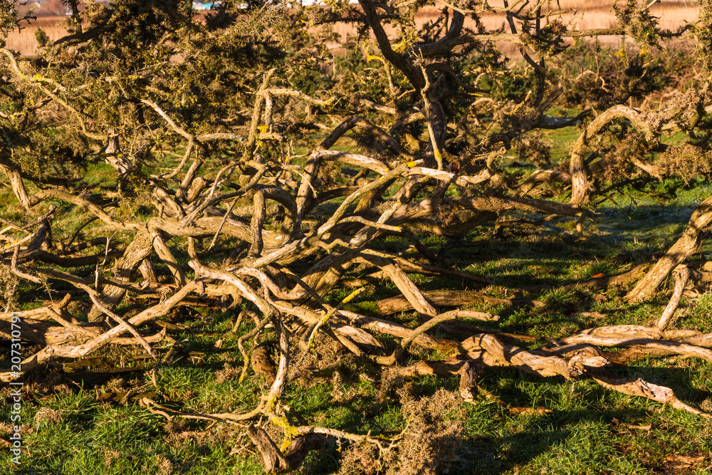 Tangle of gorse branches in morning light. Tangle of gorse branches in morning light.