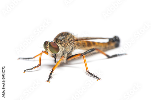 Asilidae fly or assassin fly isolated on white background