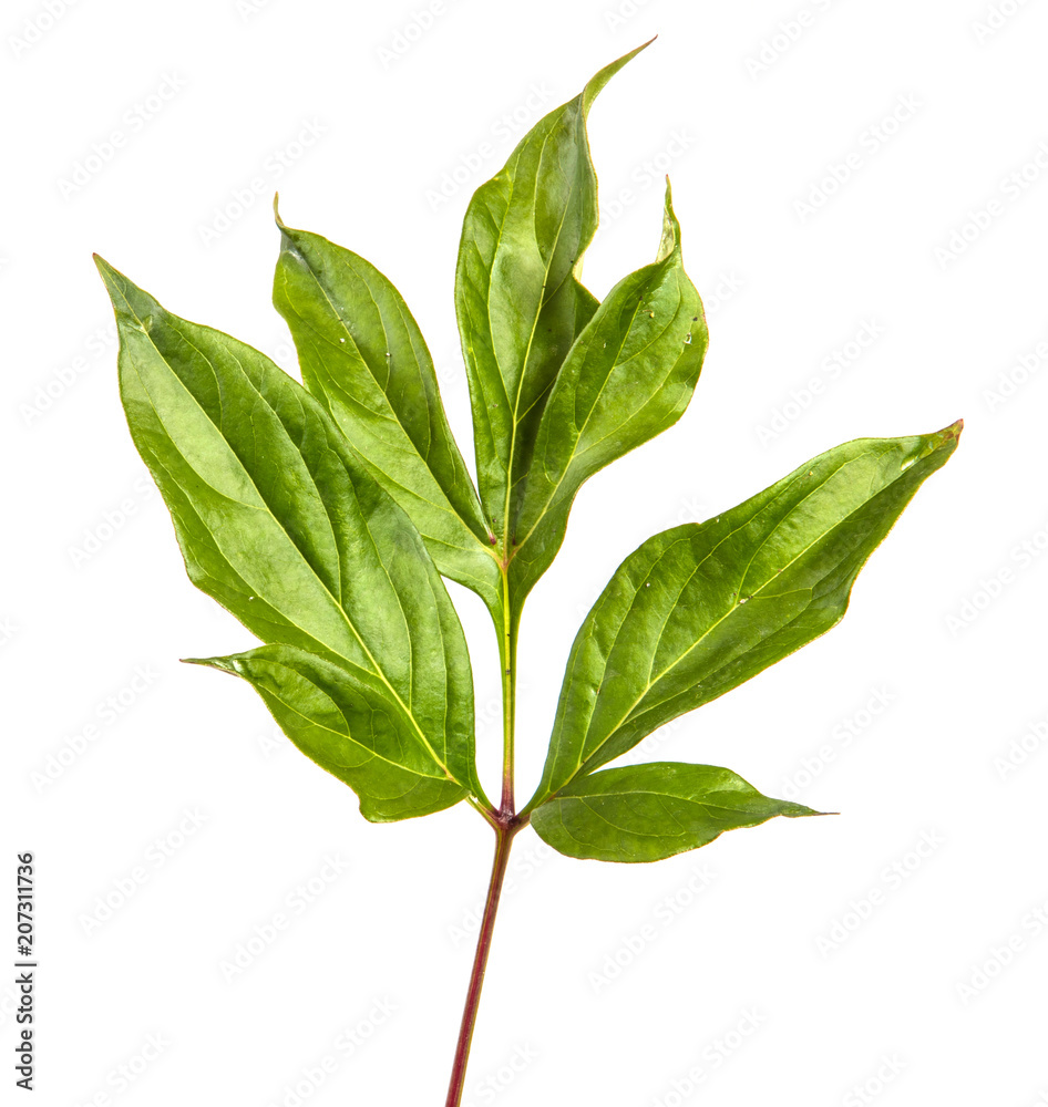 Fototapeta premium green leaf peony bush isolated on white background
