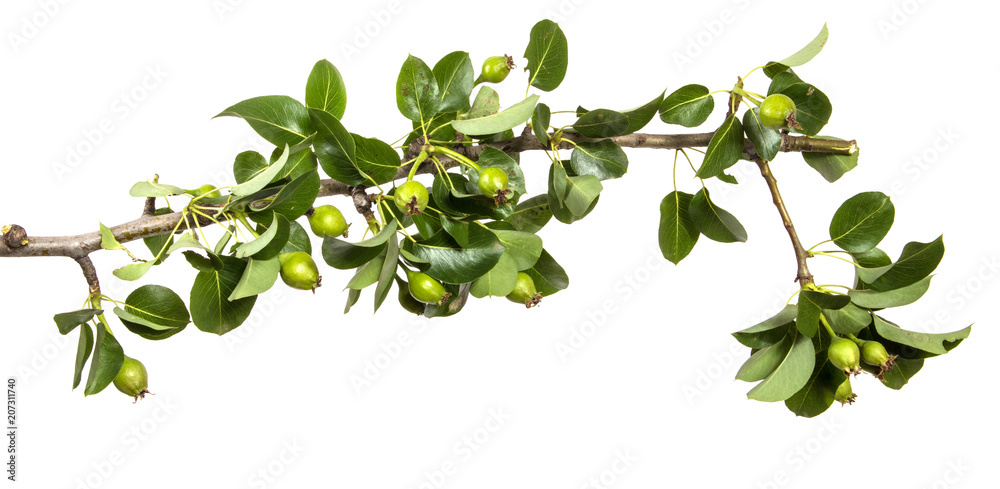 branch of a pear tree with green leaves. Isolated on white background