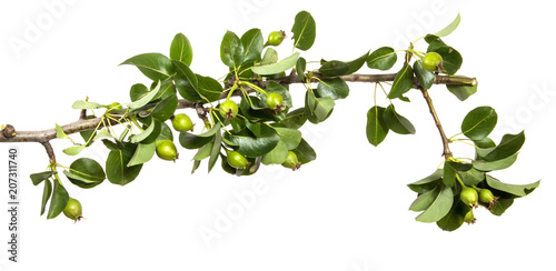 branch of a pear tree with green leaves. Isolated on white background