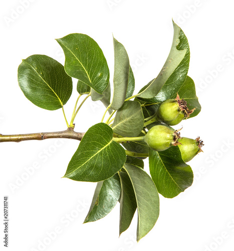 Wallpaper Mural branch of a pear tree with green leaves. Isolated on white background Torontodigital.ca