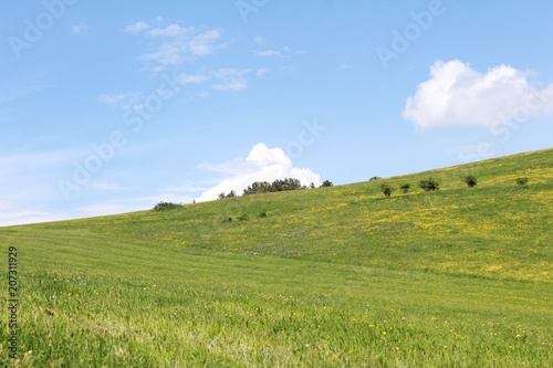 Campo verde con cielos azules