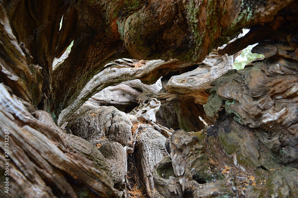 The oldest olive tree in Zakynthos (Exo Hora). The oldest olive tree in Zakynthos (Exo Hora).