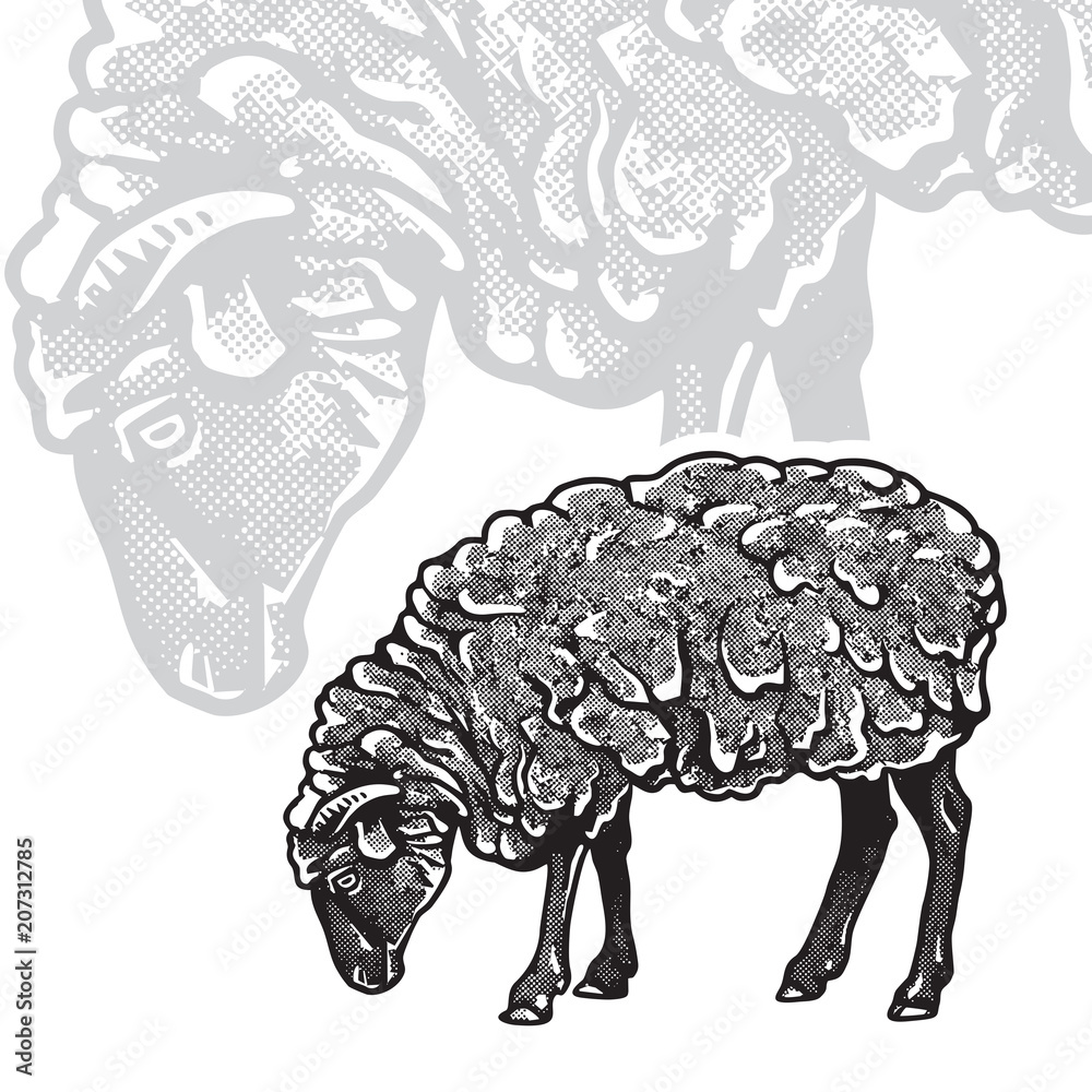 Sheep realistic black and white vector illustration. Cute farm animal