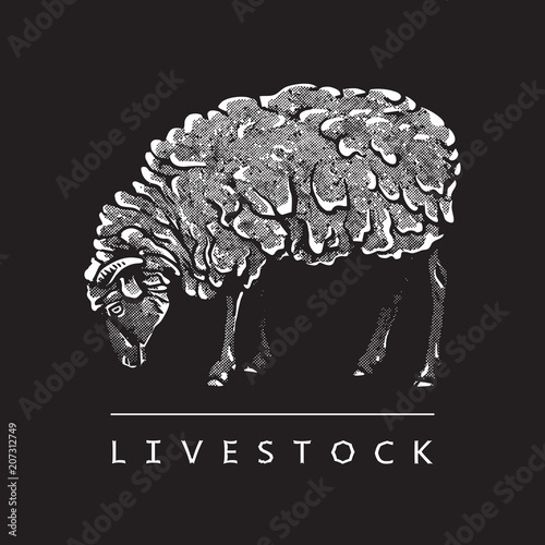 Sheep - black and white vector illustration. Cute farm animal image in profile in engraving style, isolated on black background. Portrait side view, graphic design element for logo or template.