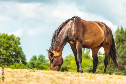 Brown wild horse on meadow idyllic field © Voyagerix