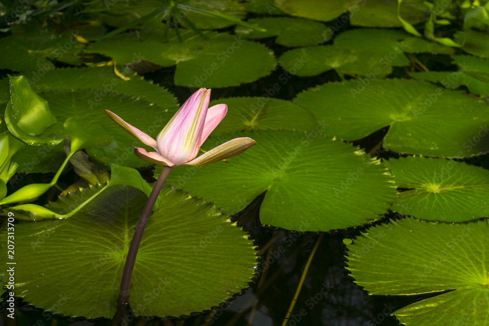 pink unopened bud of lotus rose from the shady pond overgrown with aquatic plants pink unopened bud of lotus rose from the shady pond overgrown with aquatic plants