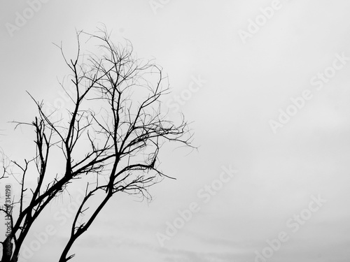 Black and white photos  trees and branches