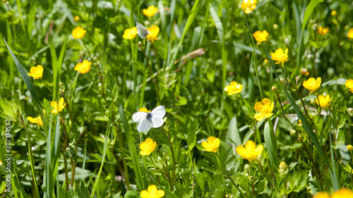 flowering Buttercup and butterfly