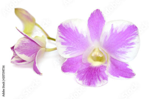 Dendrobium orchid, Pink splash, Central of Thailand