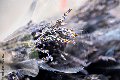 Lavender by the Bay 1