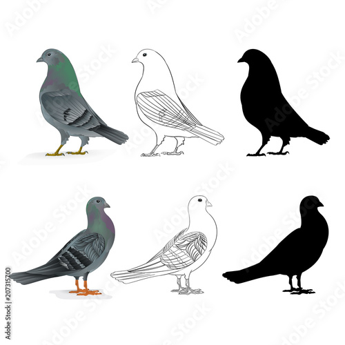 Pigeons Carriers domestic breeds sports birds natural and outline and silhouette vintage set two vector animals illustration for design editable hand draw