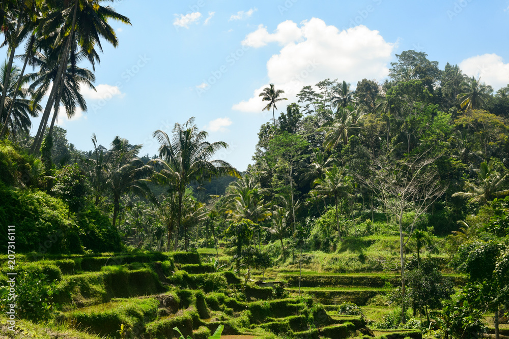 Rice fields in Bali (Indonesia)