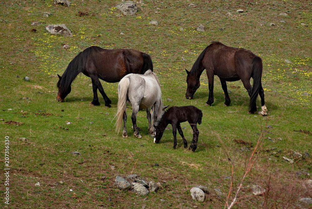 Russia. Horses on the free meadows of the Altai mountains Russia. Horses on the free meadows of the Altai mountains