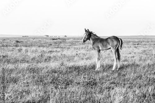 Cute little foal standing on the pasture  black and white image