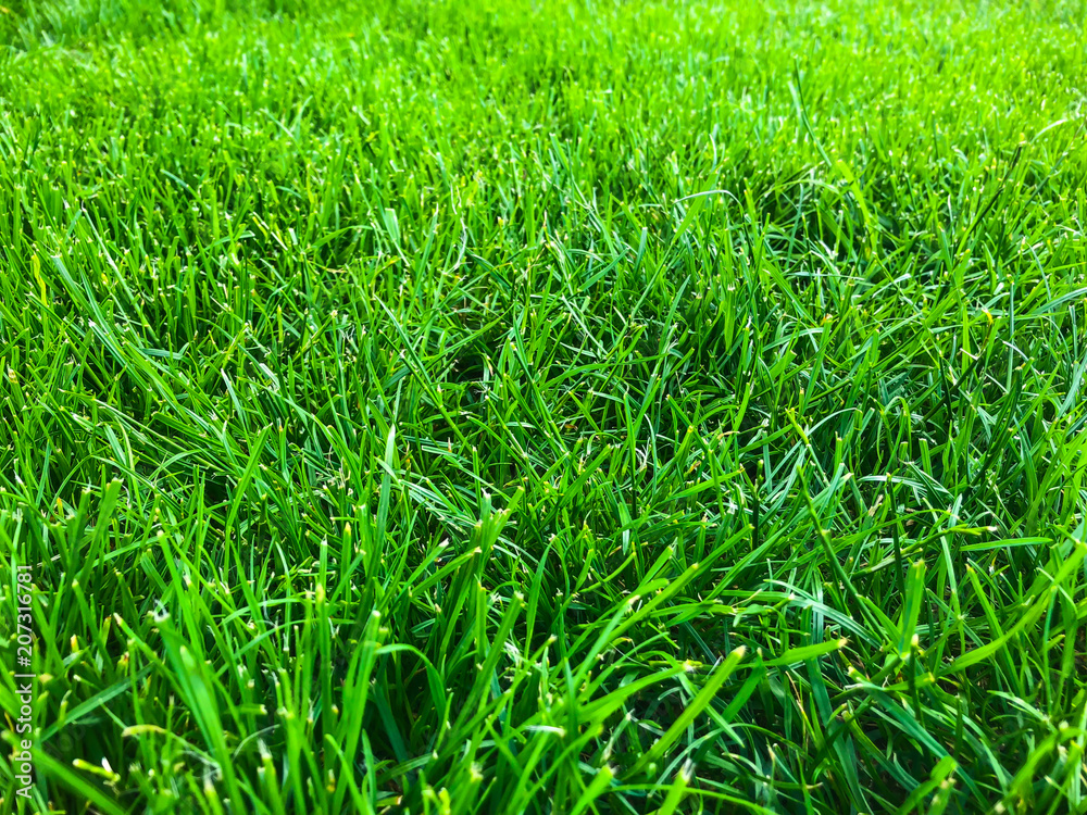 Green grass lawn closeup Green grass lawn closeup