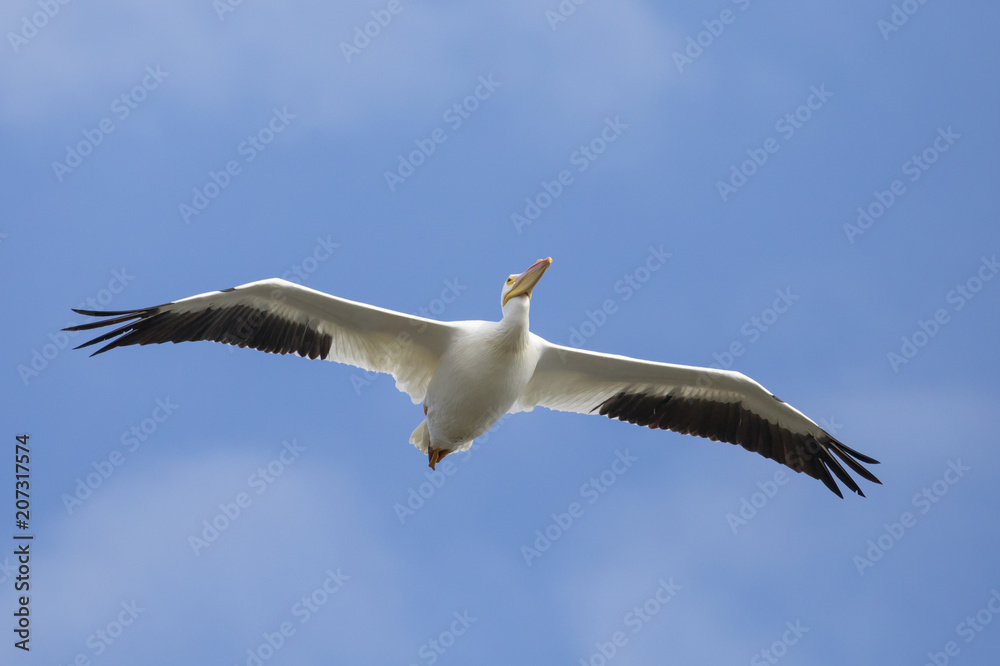 American White Pelican in flight