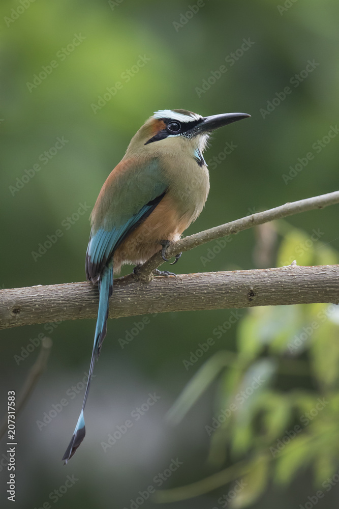 Fototapeta premium Turquoise-browed motmot perched in Costa Rican rainforest tree