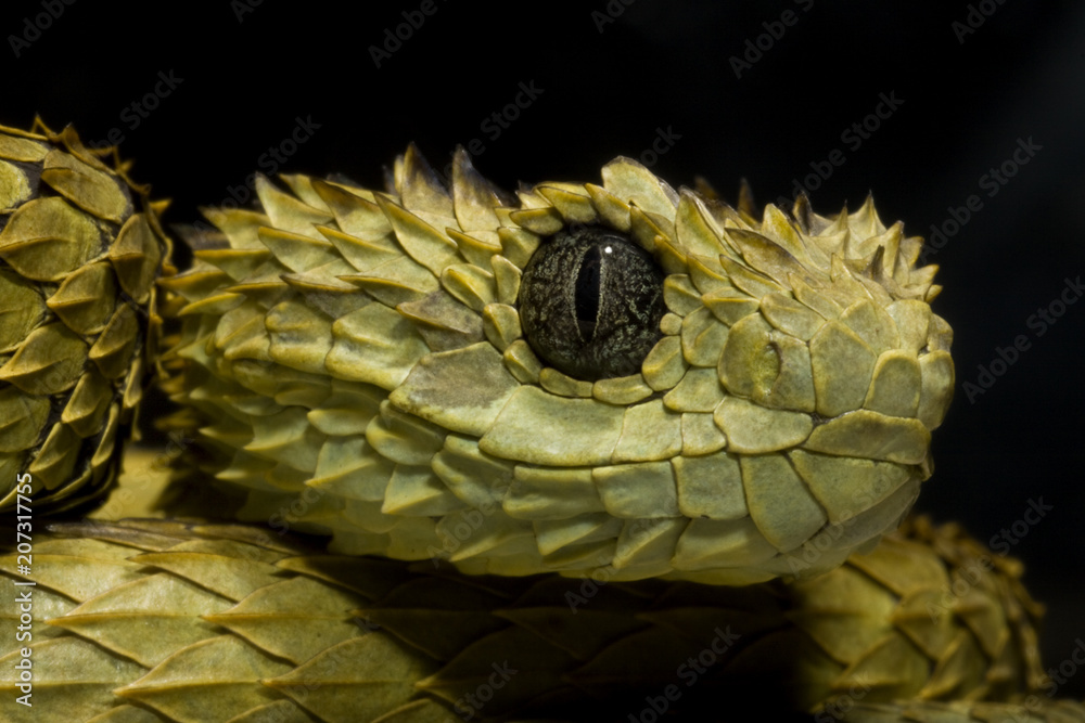 Stock photo of Hairy Bush Viper (Atheris hispida), captive from