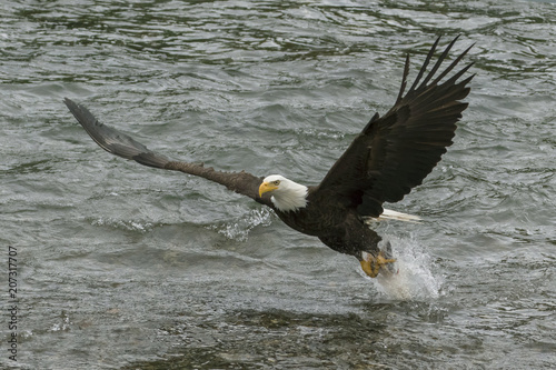 Bald Eagle Swooping Down to Catch a Fish