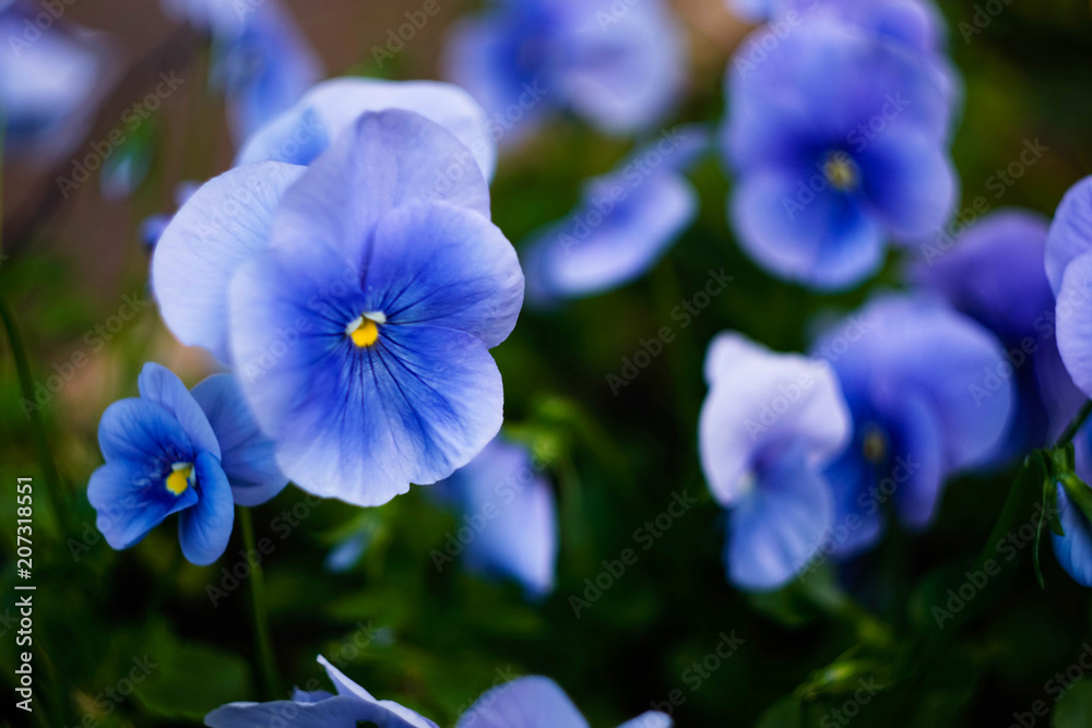 blue pansies in the garden