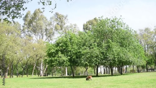 Collie dog running in the countryside