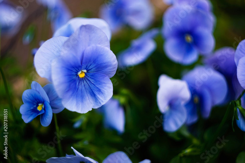 blue pansies in the garden © Olga