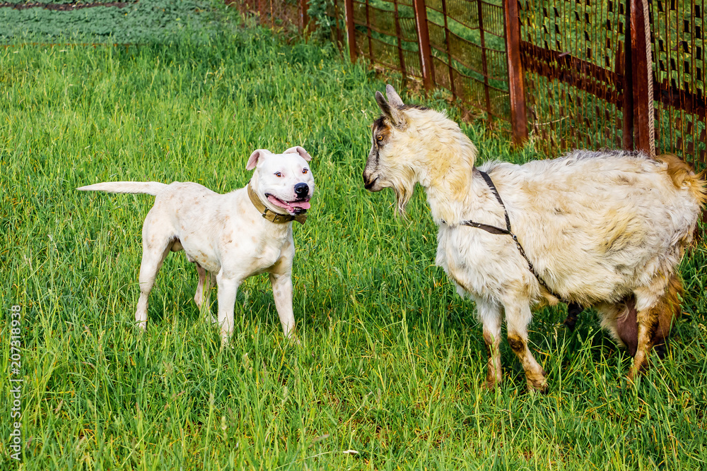Obraz premium White dog breed pitbull protects goat on pasture_