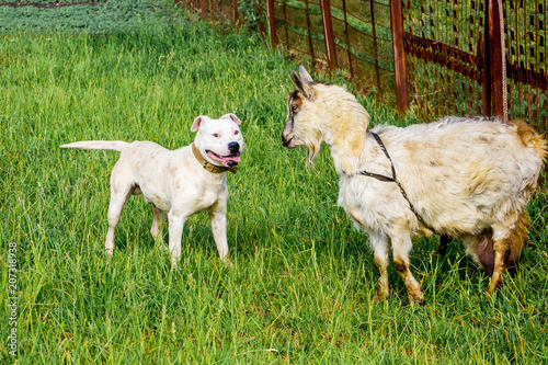 White dog breed pitbull protects  goat on  pasture_