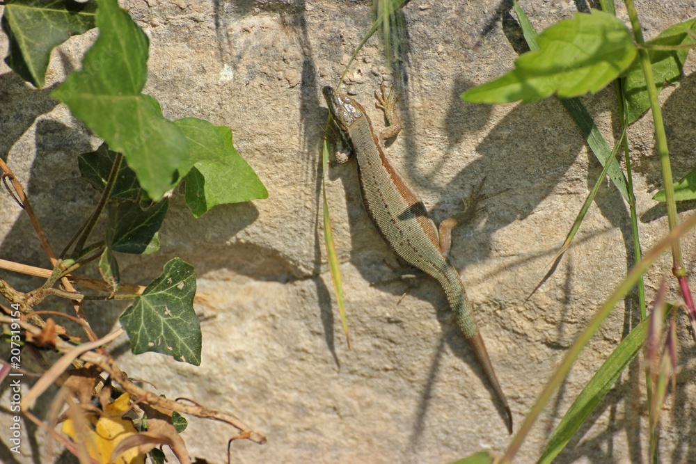 Weibliche Mauereidechse (Podarcis muralis brongniardii)
Weibliche Mauereidechse (Podarcis muralis brongniardii)
