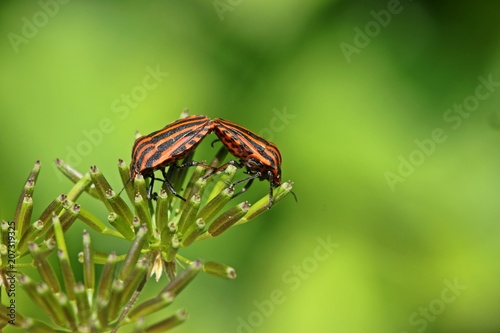 Streifenwanzen (Graphosoma lineatum) bei der Paarung