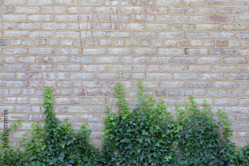 Light brick wall with green vines at growing up from bottom
