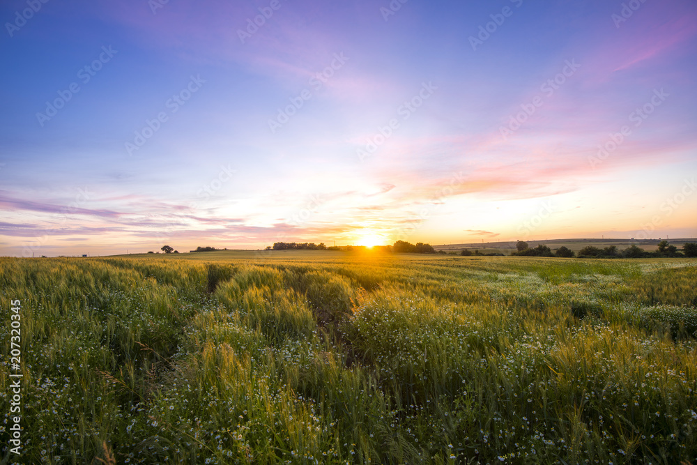 Lovely Sunset over a Green Wheat Field and Daisies with Great Sky