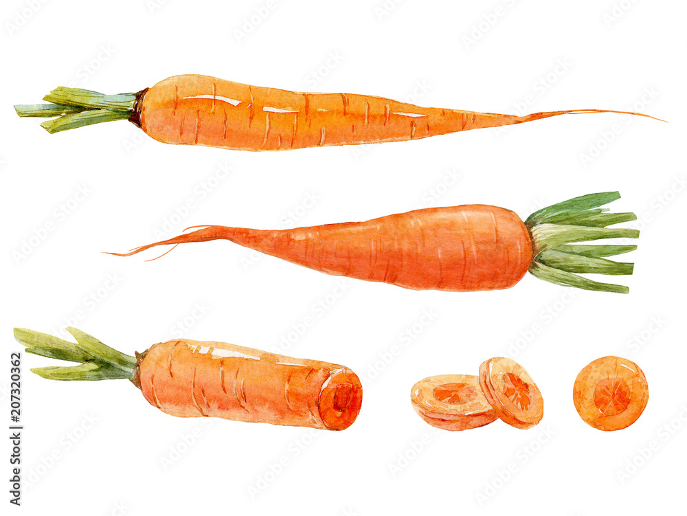 Watercolor carrot set - obrazy, fototapety, plakaty 