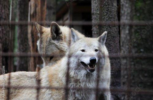 Polar wolf behind bars, summer color Canis lupus tundrarum. Breeding Kennel for wolves and wolf-dog hybrid. Wolf in a large enclosure with bars. Two brothers are playing photo