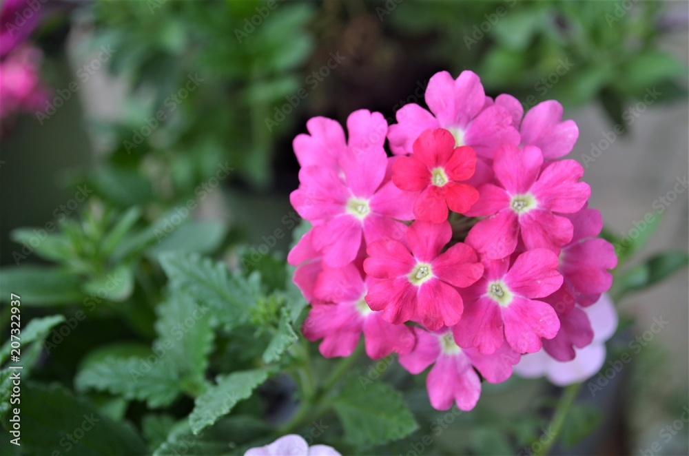 Pink Flowers Pink Flowers
