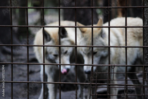 Polar wolf behind bars, summer color Canis lupus tundrarum. Breeding Kennel for wolves and wolf-dog hybrid. Wolf in a large enclosure with bars. Two brothers are playing photo