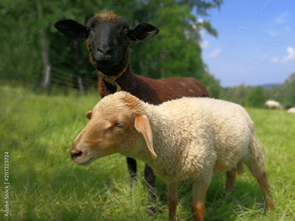 Two baby sheeps on meadow. Two baby sheeps on meadow.