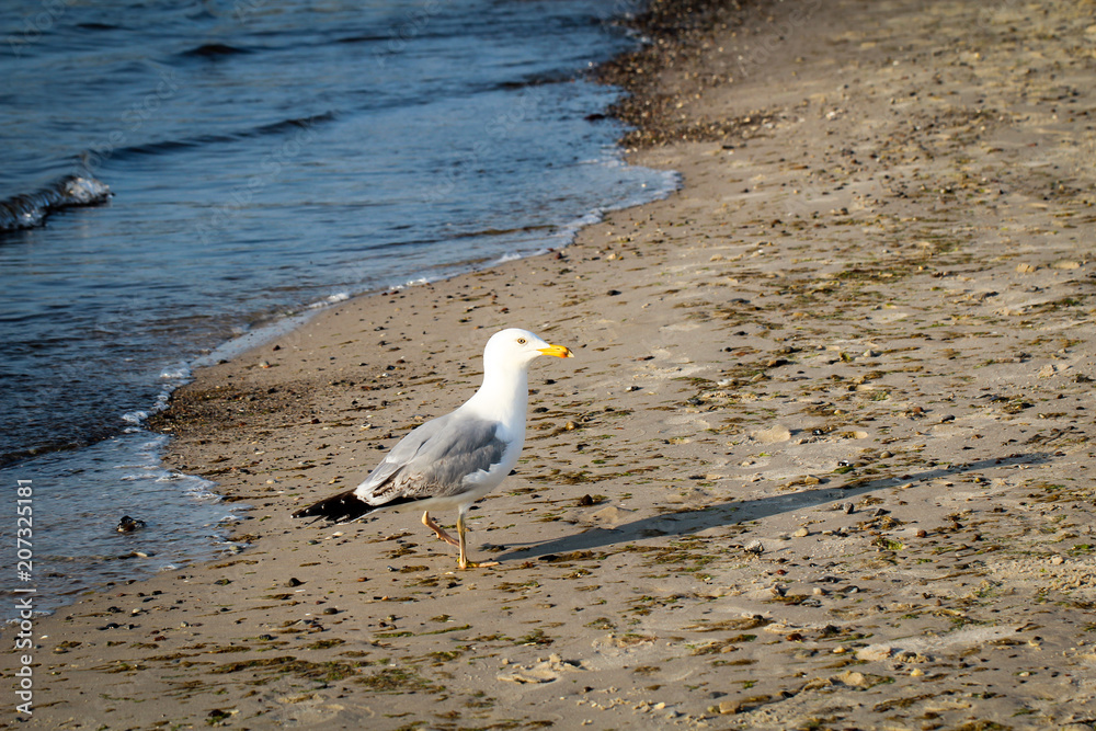 Fototapeta premium Ostsee mit Möwen