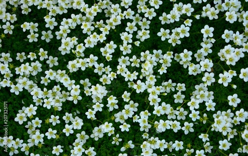 Saxifrage ground cover plants in the garden carpet covers the ground. photo